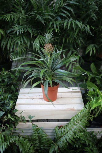 Ananas Mi Amigo to efektowna roślina doniczkowa z mięsistymi, zielonymi liśćmi i dekoracyjnym owocem, idealna do domu i biura.