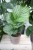 Calathea Orbifolia (1).JPG