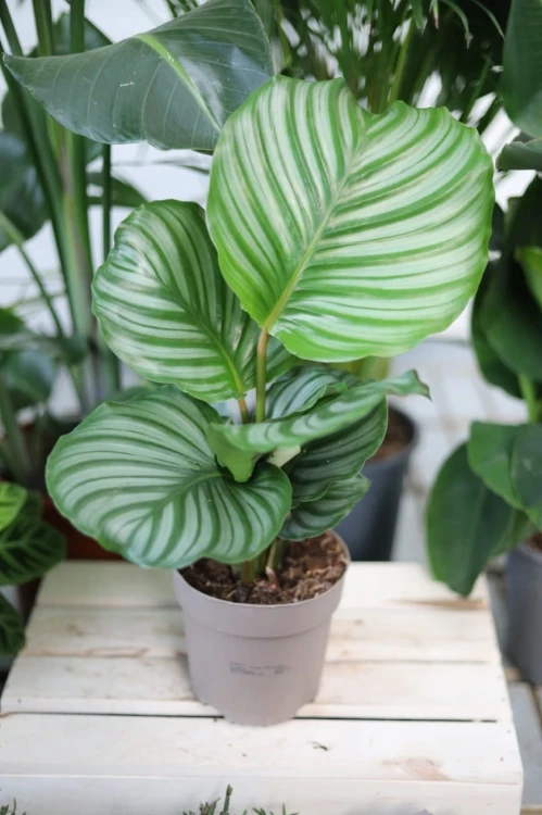 Calathea Orbifolia (1).JPG