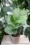 Calathea Orbifolia (2).JPG