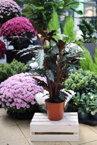 Calathea Rufibarba to dekoracyjna roślina doniczkowa o podłużnych, aksamitnych liściach w zielonym odcieniu – idealna do domu i biura.