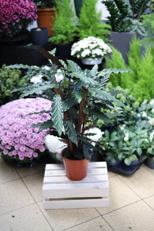 Dekoracyjna Calathea Rufibarba z aksamitnymi liśćmi to łatwa w pielęgnacji roślina doniczkowa do wnętrz.
