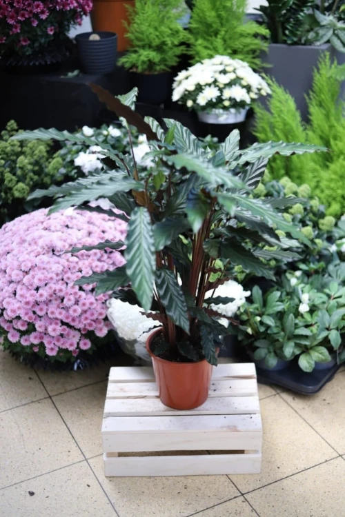 Stylowa Calathea Rufibarba – roślina doniczkowa o dekoracyjnych liściach, idealna do każdego wnętrza.