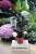 Calathea Rufibarba