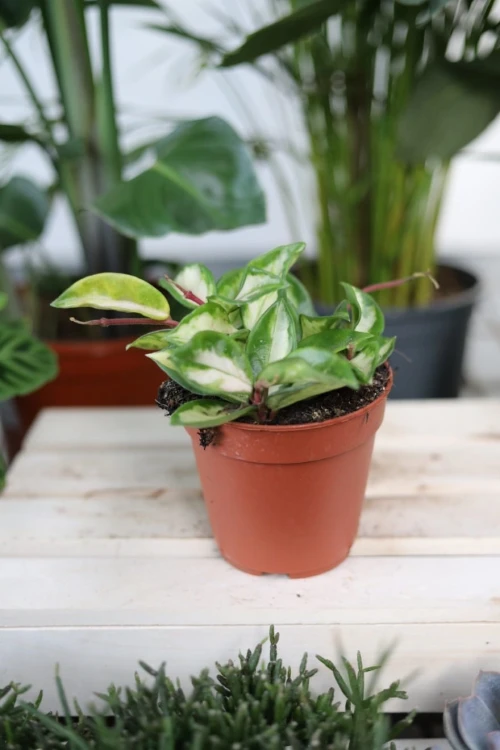 Hoya carnosa 'Tricolor' to stylowa roślina doniczkowa z zielonymi liśćmi z kremowo-różowymi akcentami, doskonała do wnętrz.