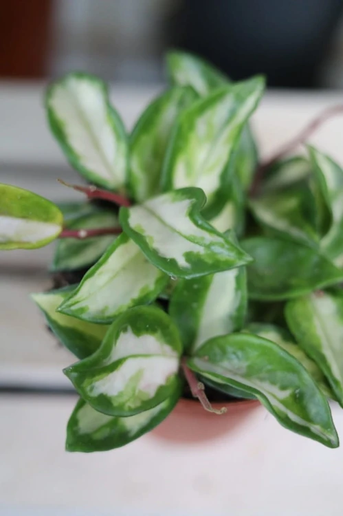 Hoya carnosa 'Tricolor’