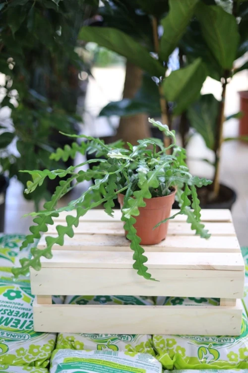 Epiphyllum Anguliger to dekoracyjna roślina doniczkowa z karbowanymi, zielonymi liśćmi i egzotycznym wyglądem, idealna do domu i biura.