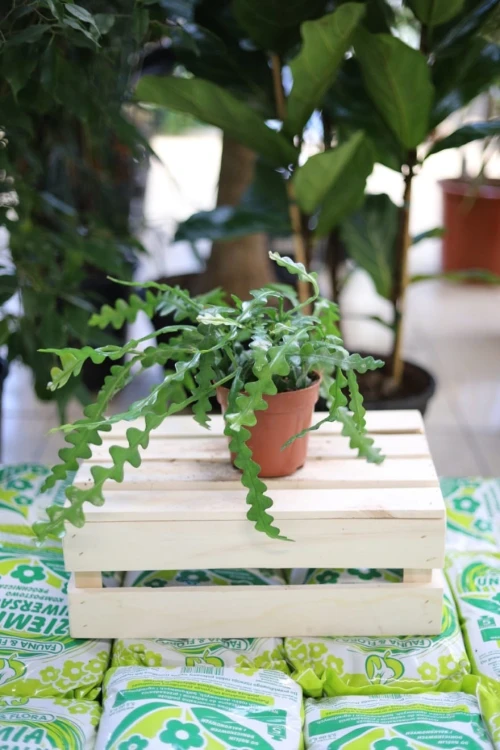 Roślina doniczkowa Epiphyllum Anguliger zachwyca oryginalnymi liśćmi i pięknie ozdobi każde wnętrze.