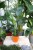 Strelitzia Reginae