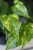 Epipremnum Aureum