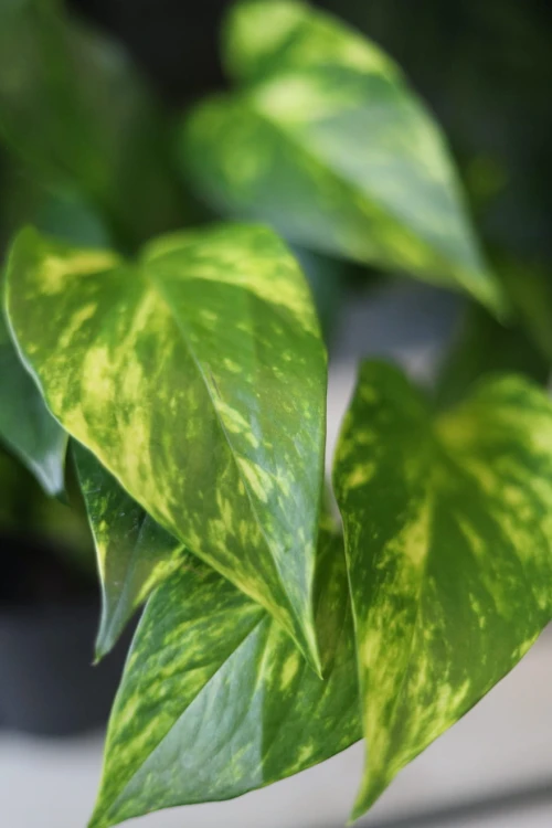 Epipremnum Aureum