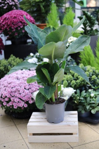 Musa 'Oriental Dwarf'
