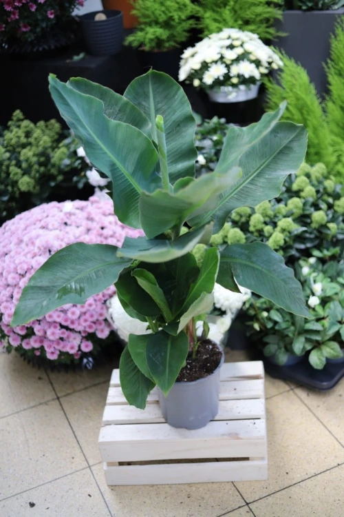 Musa 'Oriental Dwarf' (bananowiec) (4).JPG