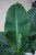 Musa 'Oriental Dwarf' (bananowiec) (6).JPG