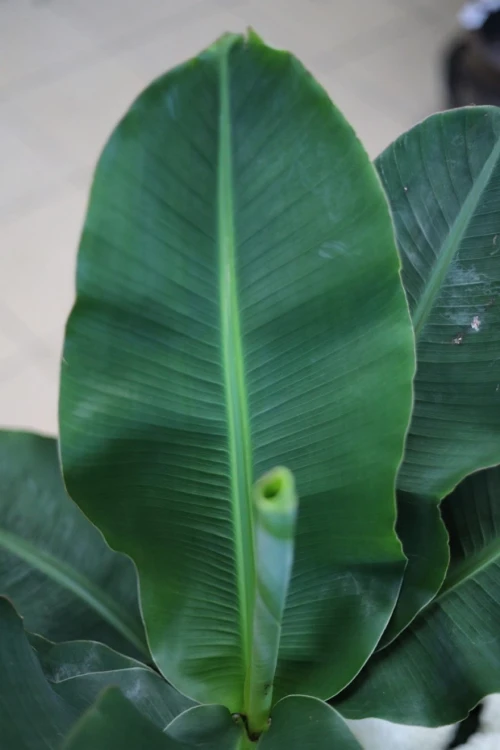 Musa 'Oriental Dwarf' (bananowiec) (6).JPG