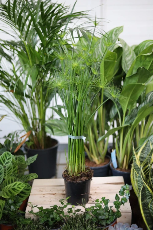 Cyperus haspan