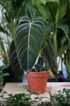 Philodendron Melanochrysum (Filodendron) M