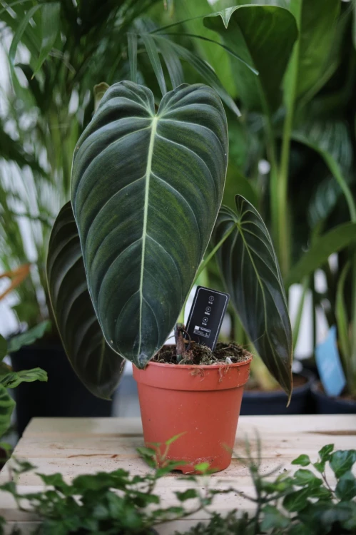 Philodendron Melanochrysum to elegancka roślina doniczkowa o aksamitnych, ciemnozielonych liściach – idealna ozdoba do domu lub biura.
