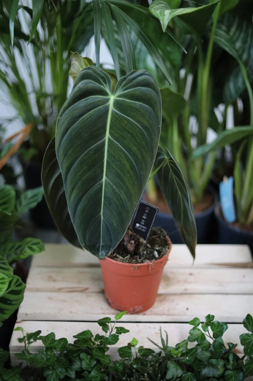 Ciemnozielone, welurowe liście Philodendron Melanochrysum sprawiają, że to wyjątkowa roślina doniczkowa do domu i biura.