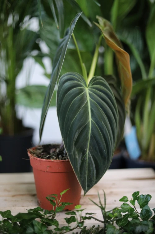 Philodendron Melanochrysum