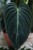 Filodendron