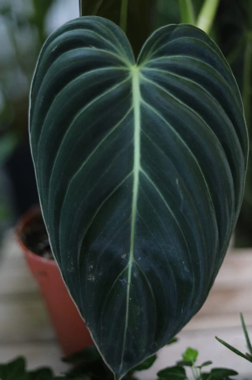 Filodendron