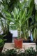 Dracaena fragrans Cintho to elegancka roślina doniczkowa o wąskich, zielonych liściach z żółtymi paskami – idealna do domu i biura.