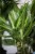 Dracaena fragrans Cintho