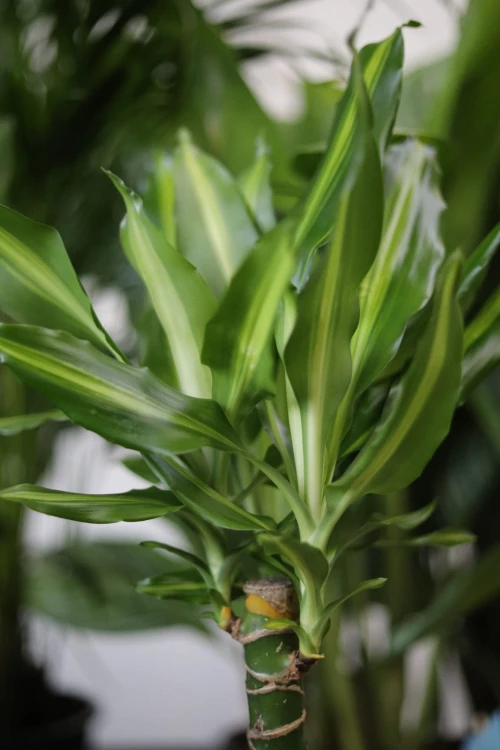 Dracaena fragrans Cintho