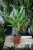 Dracena Wonna