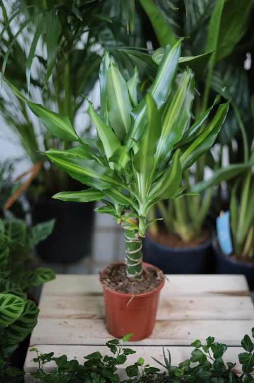 Dracena Wonna