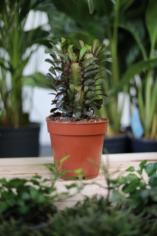 euphorbia rubra (1).JPG
