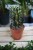 euphorbia rubra (2).JPG