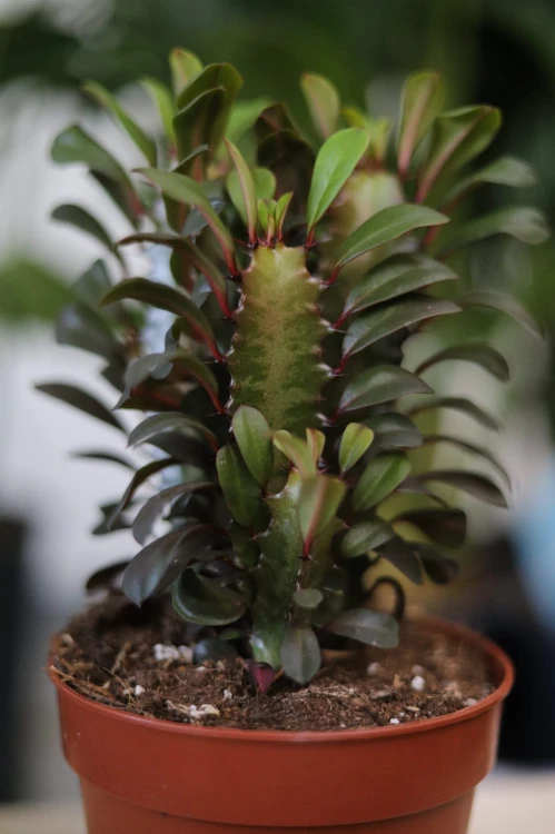 euphorbia rubra (3).JPG