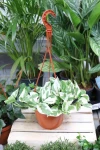 Epipremnum aureum 'N'joy' (Epipremnum złociste) XL