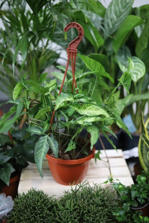 angustatum (3).JPG