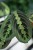 Maranta leuconeura