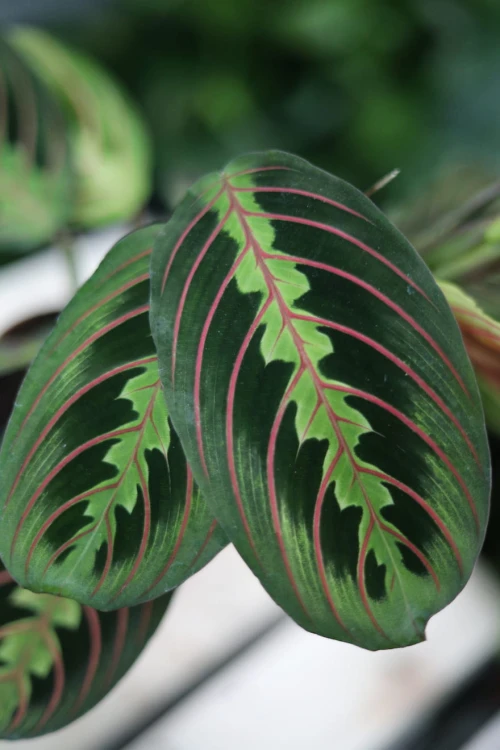 Maranta leuconeura
