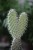 Opuntia microdasys Albata