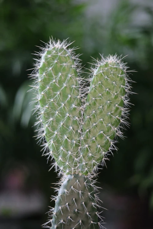 Opuntia microdasys Albata