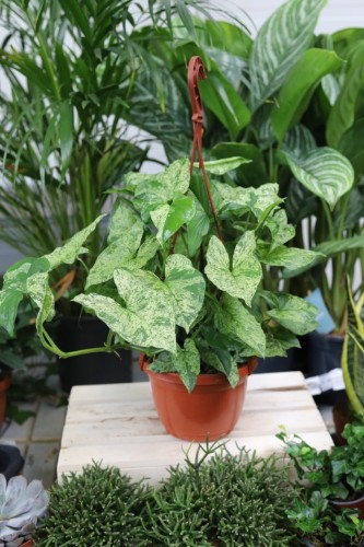 syngonium arrow (1).JPG