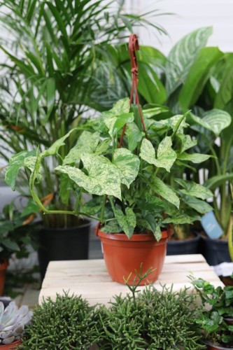 syngonium arrow (2).JPG