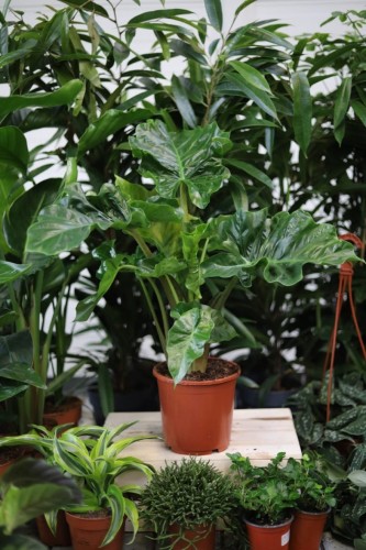 Alocasia 'low rider' (Alokazja) (1).JPG