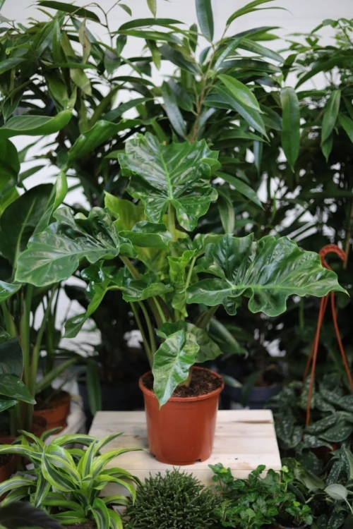 Alocasia 'low rider' (Alokazja) (2).JPG