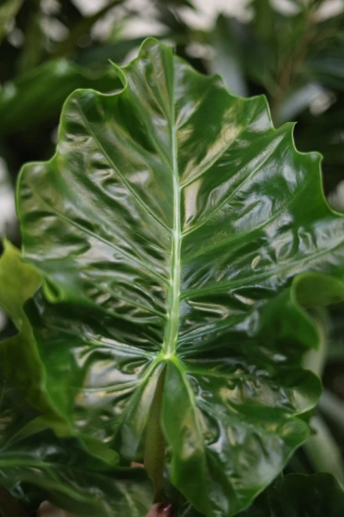 Alocasia 'low rider' (Alokazja) (3).JPG