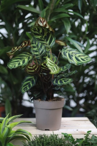 Calathea makoyana (1).JPG