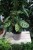 Calathea makoyana (2).JPG