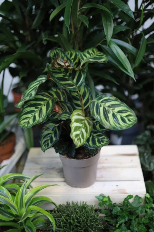 Calathea makoyana (2).JPG