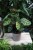 Calathea makoyana (3).JPG