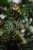 Calathea makoyana (4).JPG